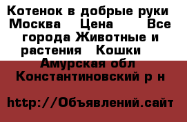 Котенок в добрые руки. Москва. › Цена ­ 5 - Все города Животные и растения » Кошки   . Амурская обл.,Константиновский р-н